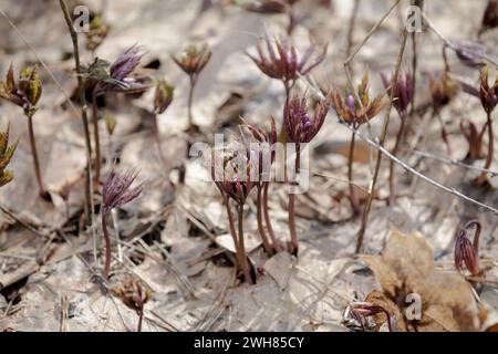 Cardamine bulbifera (Cardamine bulbifera). Piante giovani che germogliano attraverso il fogliame secco. Prato primaverile con boccioli di bosco viola. uuckleberry corallina Foto Stock