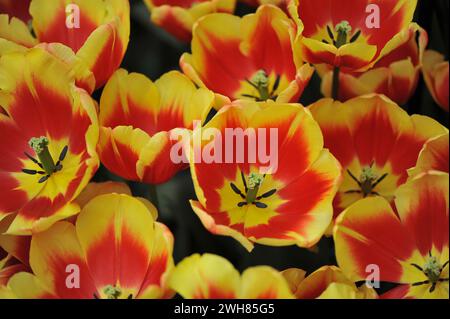 I tulipani rossi e gialli di Triumph (Tulipa) in Danimarca fioriscono in un giardino ad aprile Foto Stock