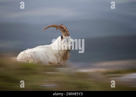 Un unico maschio capra Kashmiri Capra markhor di profilo disteso sull'erba del grande orme con sfondo sfocato utilizzando l'effetto artistico Adamski Foto Stock