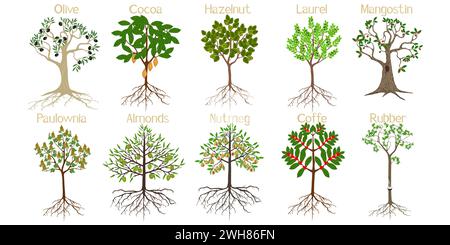 Insieme di alberi con radici e frutti isolati sul bianco. Illustrazione Vettoriale