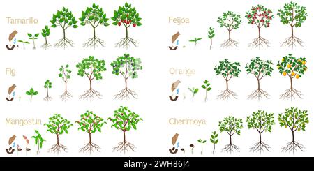 Serie di cicli di crescita di alberi esotici su sfondo bianco. Illustrazione Vettoriale