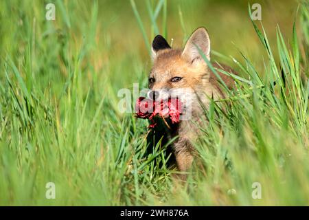 Fuchs, Welpen, Wiese Jungfüchse, Füchse Jungfuchs in Baunähe *** Fox, cuccioli, volpi giovani, volpi giovani vicino a den Foto Stock