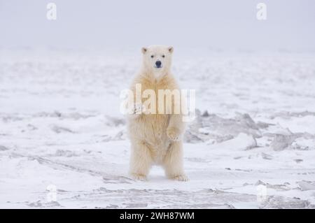 Orso polare, Ursus maritimus, curioso cucciolo di primavera koy in piedi sul nuovo pack di ghiaccio che si forma, guarda il fotografo ANWR Arctic Alaska Foto Stock