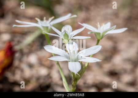 Primo piano di una pianta di stella del latte umbel fiorisce in un giardino roccioso in un parco, in Germania Foto Stock