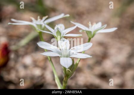 Primo piano di una pianta di stella del latte umbel fiorisce in un giardino roccioso in un parco, in Germania Foto Stock