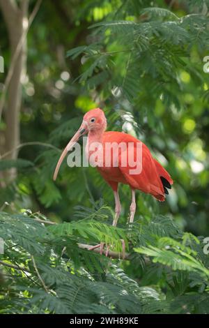 Scarlet ibis (Eudocimus ruber), prigioniero (originario del Sud America) presso Moody Gardens, Galveston, Texas, Stati Uniti Foto Stock