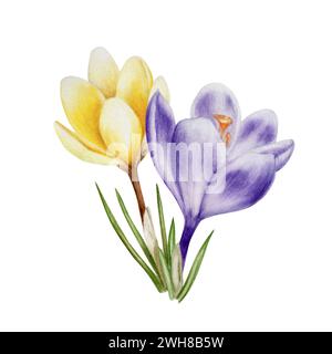 Fiore di cocco in fiore giallo acquerello e viola isolato su sfondo bianco. Illustrazione di zafferano dipinta a mano da botanici di primavera e pasqua. Per d Foto Stock