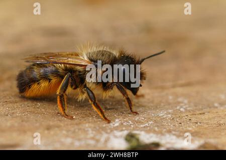 Primo piano dettagliato su una femmina rossa mason solitaria, Osmia rufa, seduta su legno Foto Stock