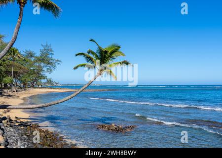 Una palma da cocco ricurva (Cocos nucifera) si appoggia verso il mare. Foto Stock