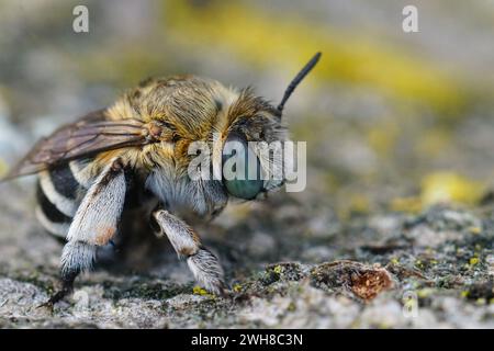 Primo piano naturale dettagliato su una femmina dall'occhio blu dell'ape solitaria Amegilla albigena con le guance bianche, seduta su legno Foto Stock