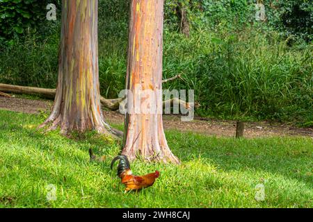 Un gallo, una gallina e un arcobaleno eucalipto a Kauai, Hawaii. Foto Stock