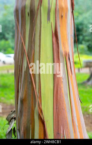 Arcobaleno eucalipto al Keahua Arboretum vicino a Kapa, Kauai, Hawaii. Foto Stock