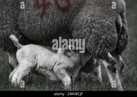 Pecore con i loro agnelli in campagna - Lantic Bay, Cornovaglia, Regno Unito Foto Stock