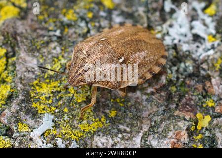 Primo piano naturale su una cimice di tartaruga, Eurygaster maura seduto su legno Foto Stock
