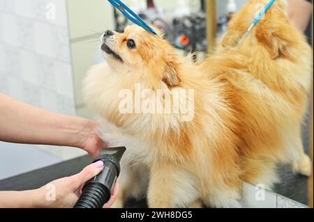 Il tosaerba asciuga i capelli di un cane della Pomerania con un asciugacapelli dopo il bagno in un salone specializzato Foto Stock