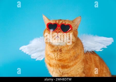 Ritratto di gatto britannico rosso con una divertente espressione facciale che indossa le ali blu dell'angelo sulla schiena che guarda in alto. Foto Stock