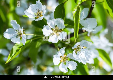 Albero di mele in fiore, ramo con fiori bianchi in una giornata di sole estate. Foto macro con soft focus selettivo Foto Stock