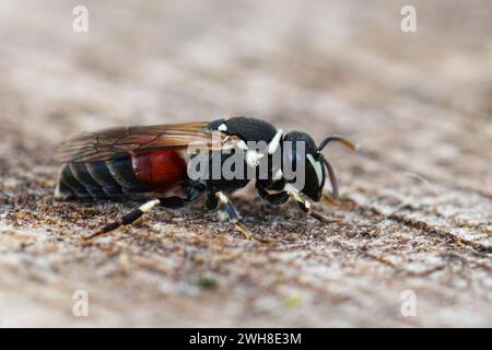 Primo piano dettagliato su un'ape colorata del Mediterraneo mascherata, Hylaeus meridionalis Foto Stock