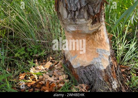 Tronco di albero schiacciato dal castoro in primo piano Foto Stock