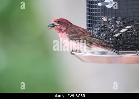 Maschio Purple Finch, Haemorhous Purpureus, sull'alimentatore Foto Stock