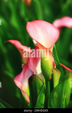 Giglio di calla o giglio di Arum o calla d'oro, rosso con fiori giglio di calla gialli che fioriscono nel giardino Foto Stock