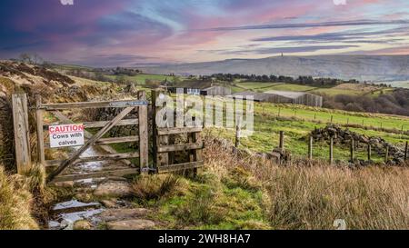 07.02.2024 Hebden Bridge, West Yorkshire, Regno Unito. Cartello con scritto "attenzione mucche con vitelli" vicino a una fattoria sulla Calderdale Way sopra Todmorden Foto Stock