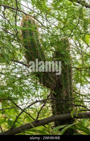 Cactus xique-xique nella caatinga, un tipico bioma del Brasile nord-orientale Foto Stock