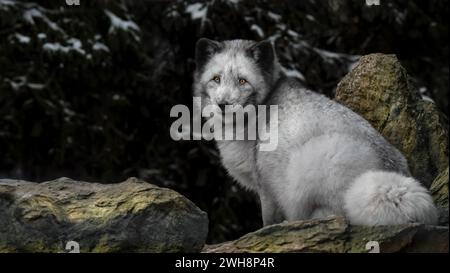 Un primo piano di una volpe artica (Vulpes Lagopus) che si trova su una roccia che guarda la telecamera Foto Stock