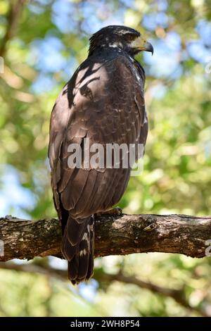 Un Falco Nero comune (giovanile) arroccato su un albero a San Pedro, Ambergris Caye, Belize. Un colpo corpo a tutta lunghezza. Foto Stock