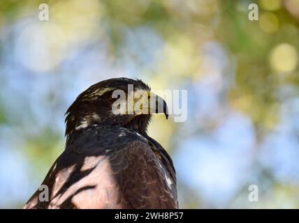 Un Falco Nero comune (giovanile) arroccato su un albero a San Pedro, Ambergris Caye, Belize. Lo scatto è un primo piano della testa, che rivela dettagli complessi Foto Stock