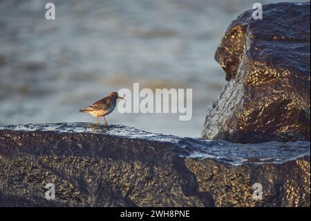 Sandpiper su rocce bagnate sulla costa. Foto di alta qualità Foto Stock