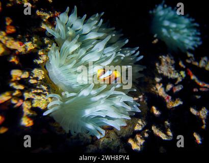 La bellezza del mondo sottomarino - il pesce pagliaccio arancione (Amphiprion percula) noto anche come pesci pagliaccio a percussione e pesci pagliaccio anemonete - immersioni subacquee Foto Stock