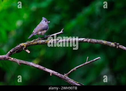 Un titolo capovolto appollaiato su un ramo di un albero Foto Stock