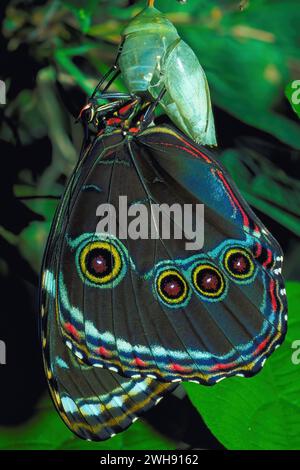Blue Morpho Butterfly (Morpho menelaus) che asciuga le ali dopo essere emersa dalla sua pupa. Oriente, foresta pluviale amazzonica, Ecuador, Sud America Foto Stock