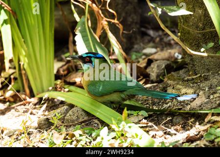 Primo piano del Motmot di Lesson sul campo a Panama. Foto Stock