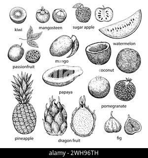 Grande set di frutta tropicale ed esotica. Illustrazione a inchiostro disegnata a mano in stile incisione retrò. Disegno vettoriale dettagliato. Illustrazione Vettoriale