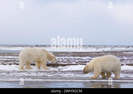 Orso polare orso grizzly ibrido e orso polare, isola barriera Ursus maritimus e Alaska artica Foto Stock