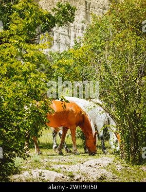 Due bellissimi cavalli bruni bianchi e maestosi mangiano insieme l'erba in primavera. Parco nazionale di Voshlovani in Georgia Foto Stock