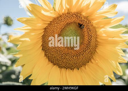 Enorme e vibrante girasole in piena fioritura con un'ape che raccoglie polline in un campo di girasoli in una fattoria Foto Stock