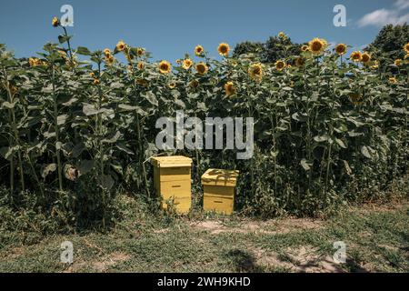 Due alveari gialli fatti dall'uomo nel mezzo di un campo di girasole pieno di bumblebees in una splendida giornata estiva - colpo largo Foto Stock