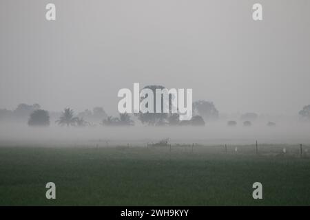 Nakhon Sawan, Thailandia. 9 febbraio 2024. Nebbia vista su un campo di riso durante un sorgere del sole nella provincia di Nakhon Sawan, a nord di Bangkok (foto di Chaiwat Subprasom/SOPA Images/Sipa USA) credito: SIPA USA/Alamy Live News Foto Stock