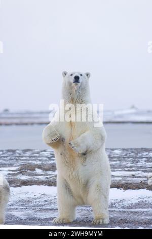 Orso polare, Ursus maritimus, donna adulta si erge per dare un'occhiata migliore a ciò che si sta avvicinando, lungo un'isola barriera sulla costa artica, Alaska Foto Stock