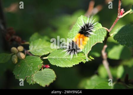 Tussock Moth (Lophocampa maculata) maculata sugli ontani delle Beartooth Mountains, Montana Foto Stock