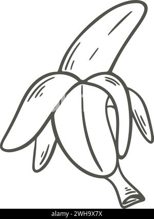 Stile di schizzo a banana aperto maturo. Banana sbucciata con inchiostro inciso a mano. Frutta tropicale, icona vintage, illustrazione vettoriale isolata Illustrazione Vettoriale