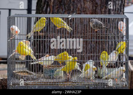 Gabbia con canari in vendita, mercato settimanale, Sineu, Maiorca, Isole Baleari, Spagna Foto Stock