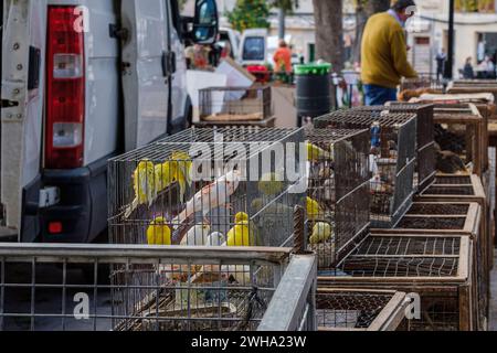 Gabbia con canari in vendita, mercato settimanale, Sineu, Maiorca, Isole Baleari, Spagna Foto Stock