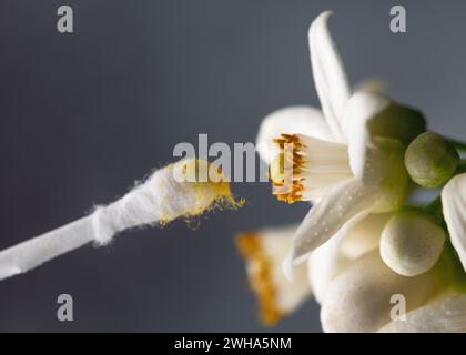 Fiore di pompelmo impollinante a mano con un bastoncino di cotone. Concetto di giardinaggio o di piante da interno. (Citrus maxima) Copia spazio. Foto Stock
