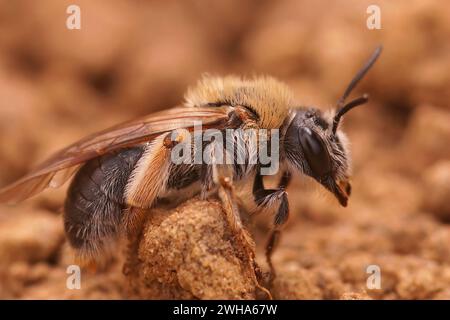 Primo piano naturale dettagliato su una femmina ape mineraria dalla coda d'arancia, Andrena haemorrhoa seduta a terra Foto Stock