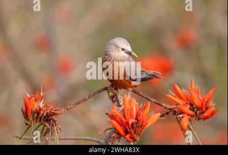 starling dalla coda castagna, chiamato anche starling dalla testa grigia e myna dalla testa grigia, è un membro della famiglia starling. Foto Stock