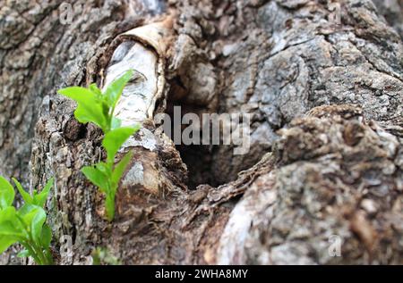 I germogli verdi sfondano le radici morenti di un albero invecchiato primo piano Visualizza foto di scorta Foto Stock